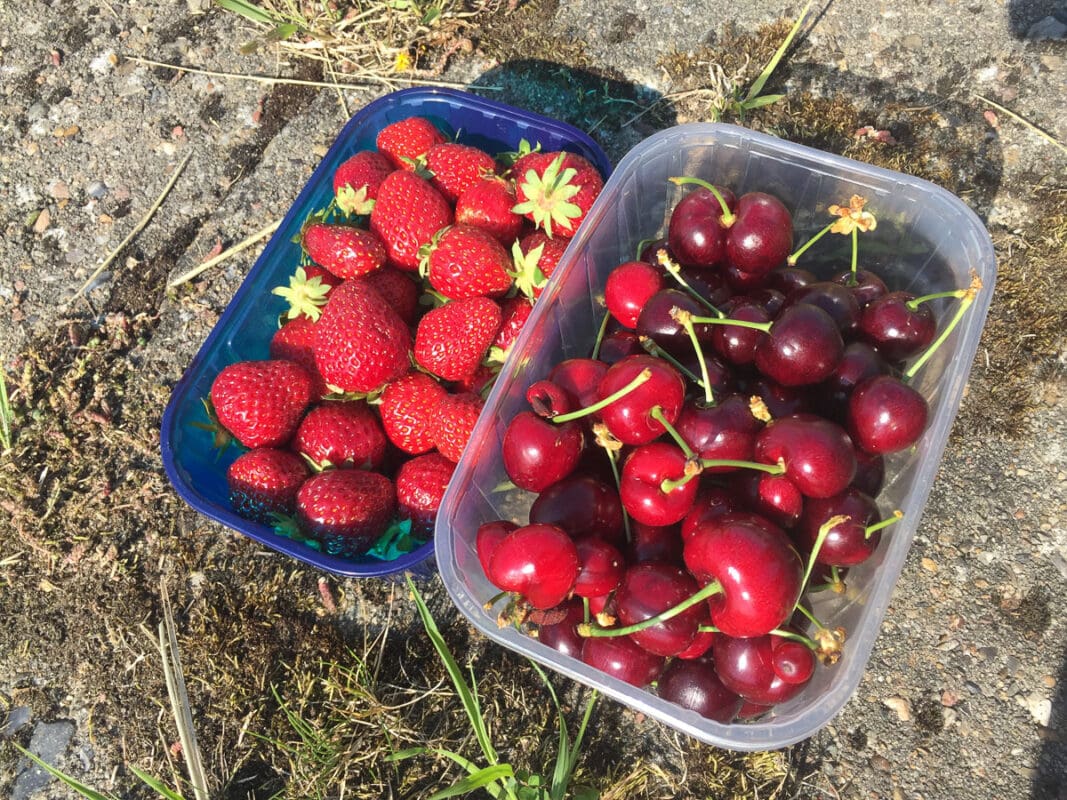 strawberries and cherries