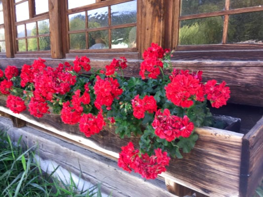 Black Forest Flower Basket